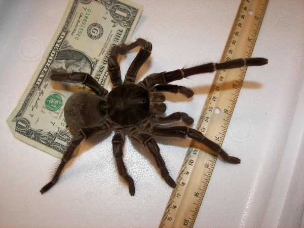 Biggest Spider In The World